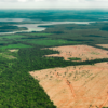 Floresta Amazônica. Por quê devemos te cuidar?