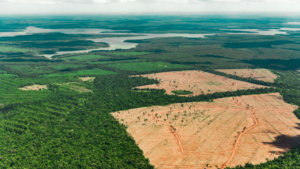 Floresta Amazônica. Por quê devemos te cuidar?